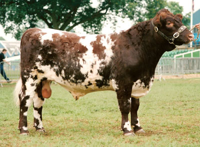 Chapelton Promoter as a yearling