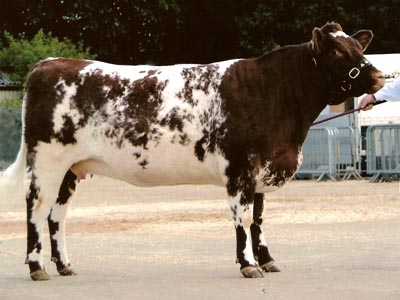 Pode Hole Tessa Yokel Winner Two Yr Old Heifers Royal 2007