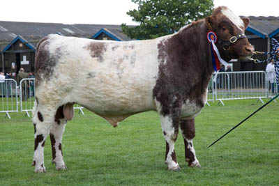 TS Podehole yearling bull